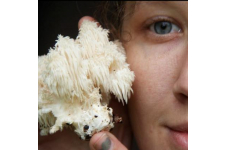 Tavis’s Wild and Exotic Mushrooms
